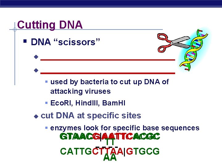 Cutting DNA § DNA “scissors” u ____________________________ § used by bacteria to cut up