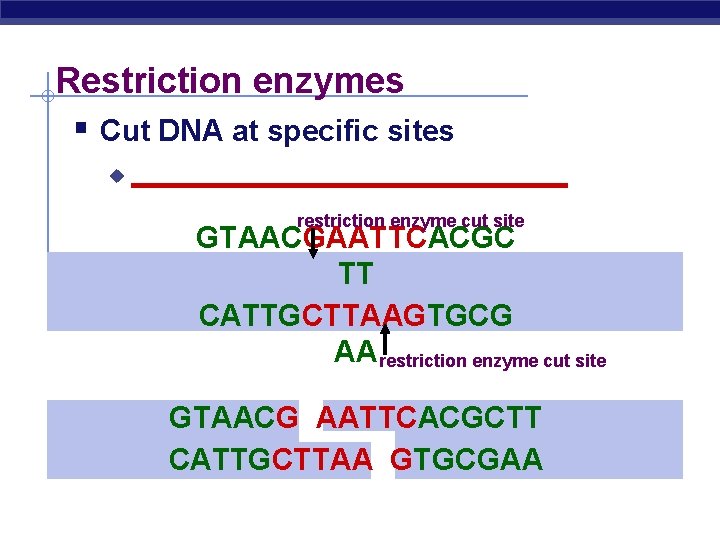 Restriction enzymes § Cut DNA at specific sites u ______________ restriction enzyme cut site
