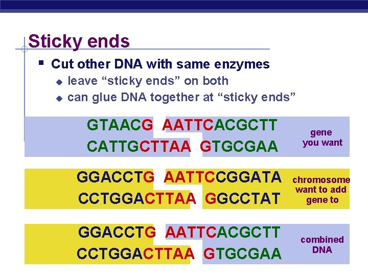 Sticky ends § Cut other DNA with same enzymes u u leave “sticky ends”