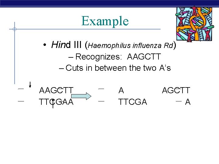 Example • Hind III (Haemophilus influenza Rd) – Recognizes: AAGCTT – Cuts in between