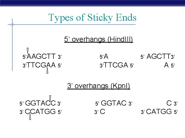 Types of Sticky Ends 5’ overhangs (Hind. III) 5’AAGCTT 3’ 5’A 3’TTCGAA 5’ 3’TTCGA