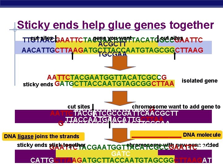 Sticky ends help glue genes together cut sites gene you want cut sites TTGTAACGAATTCTACGAATGGTTACATCGCCGAATTC