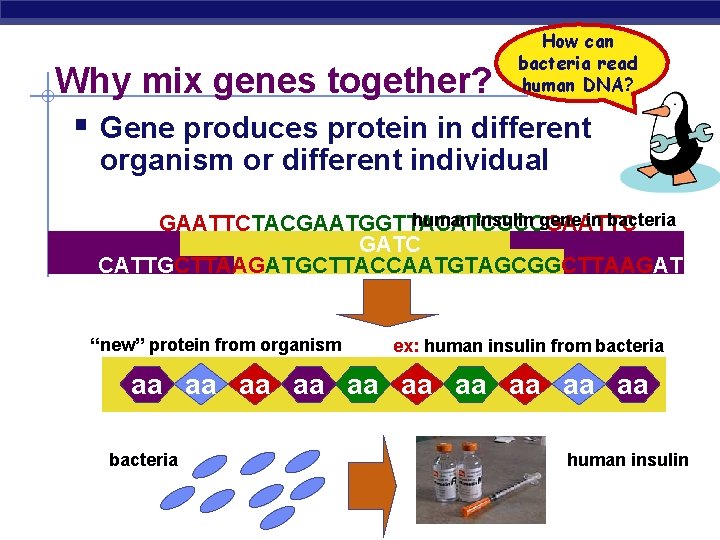 How can bacteria read human DNA? Why mix genes together? § Gene produces protein