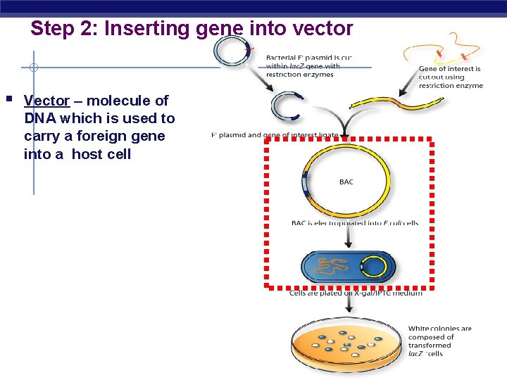 Step 2: Inserting gene into vector § Vector – molecule of DNA which is