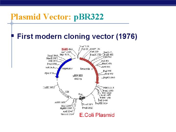 Plasmid Vector: p. BR 322 § First modern cloning vector (1976) 