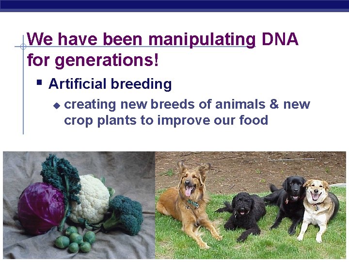 We have been manipulating DNA for generations! § Artificial breeding u creating new breeds