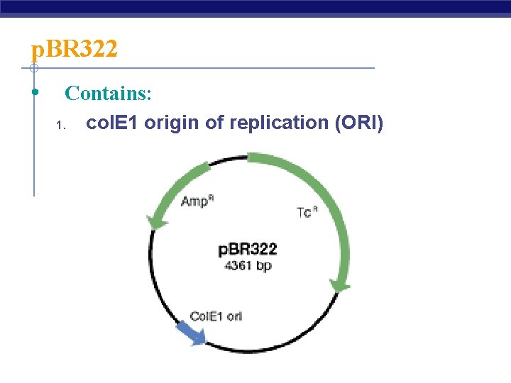 p. BR 322 • Contains: 1. col. E 1 origin of replication (ORI) 