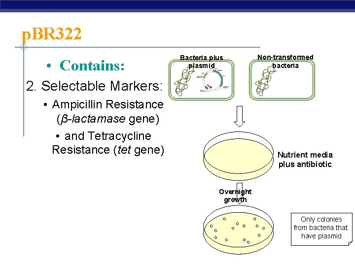 p. BR 322 • Contains: Bacteria plus plasmid Non-transformed bacteria 2. Selectable Markers: •