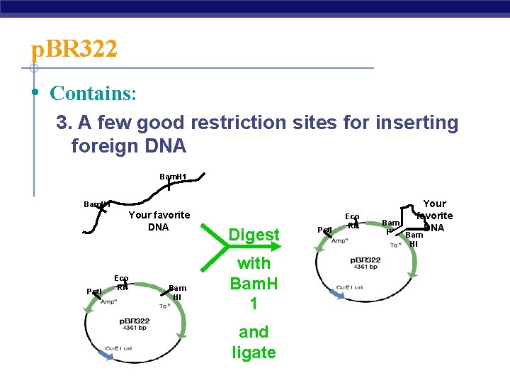 p. BR 322 • Contains: 3. A few good restriction sites for inserting foreign