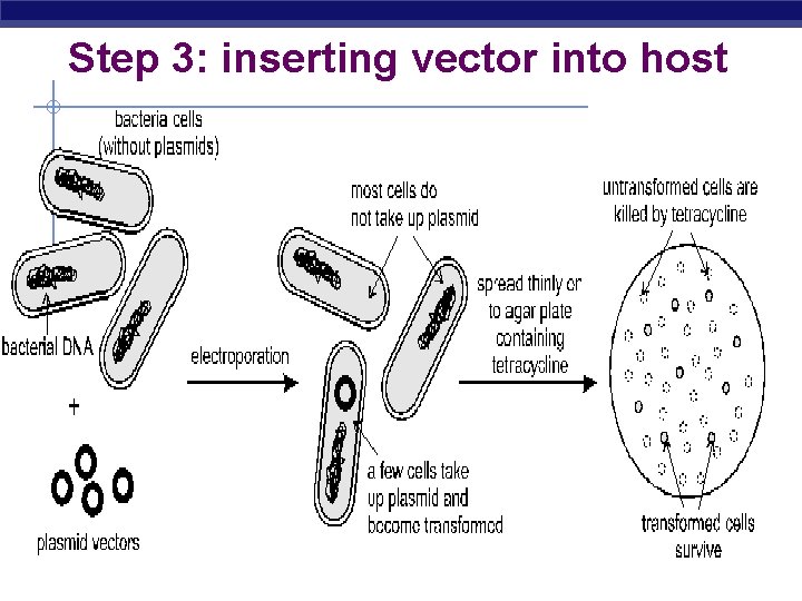 Step 3: inserting vector into host 