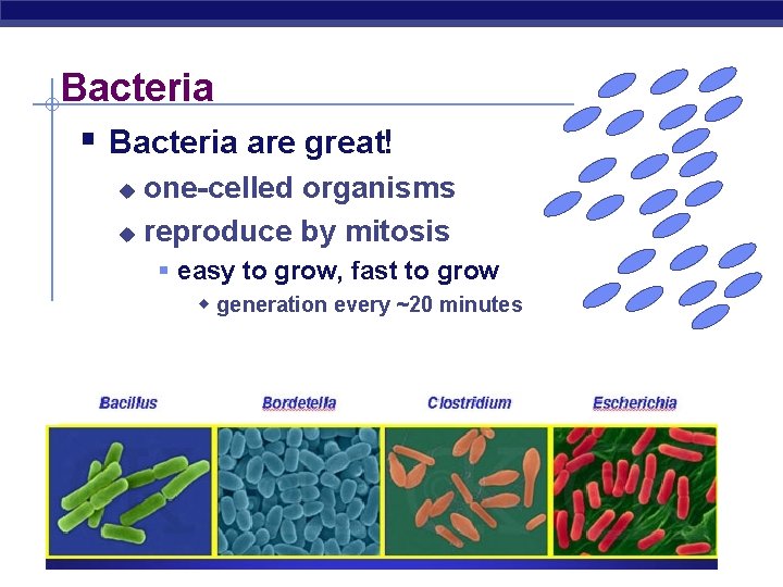 Bacteria § Bacteria are great! one-celled organisms u reproduce by mitosis u § easy