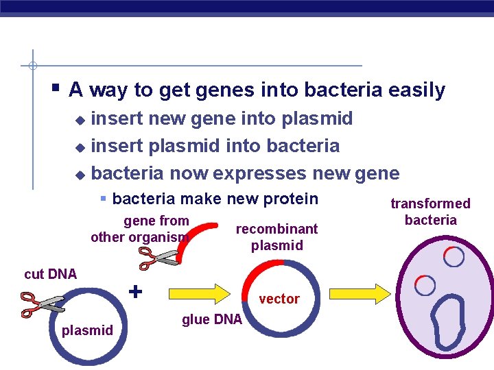 § A way to get genes into bacteria easily insert new gene into plasmid