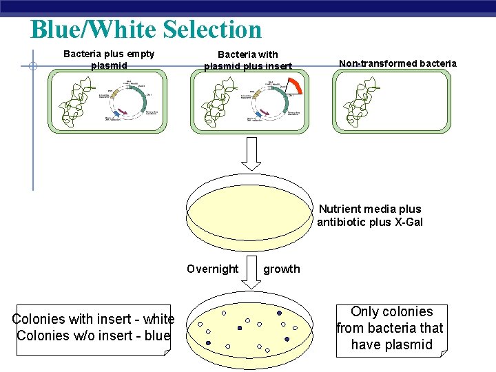 Blue/White Selection Bacteria plus empty plasmid Bacteria with plasmid plus insert Non-transformed bacteria Nutrient