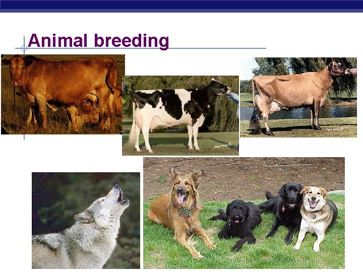 Animal breeding 