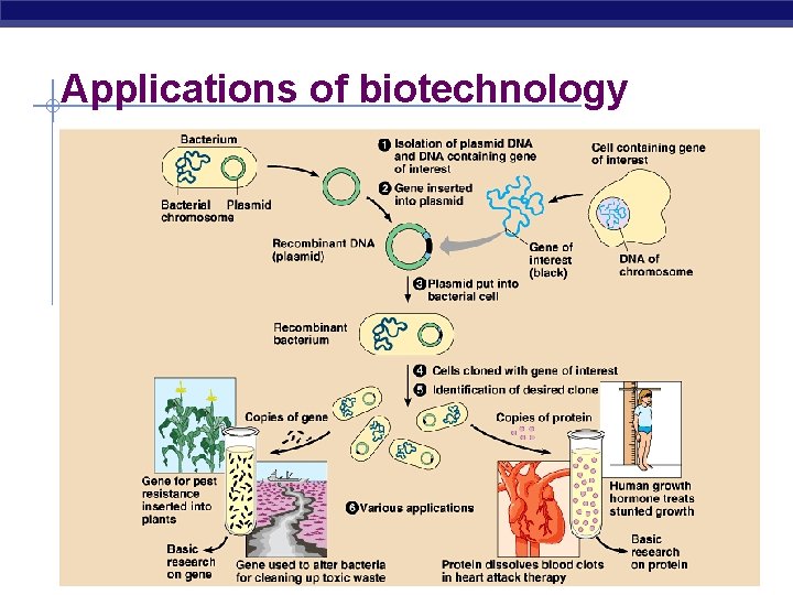 Applications of biotechnology 