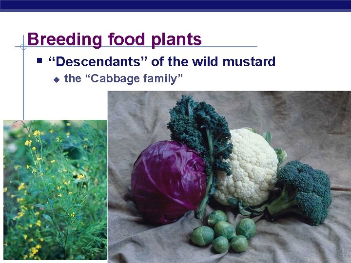 Breeding food plants § “Descendants” of the wild mustard u the “Cabbage family” 