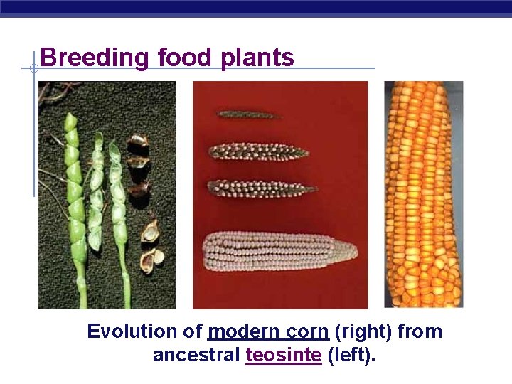 Breeding food plants Evolution of modern corn (right) from ancestral teosinte (left). 