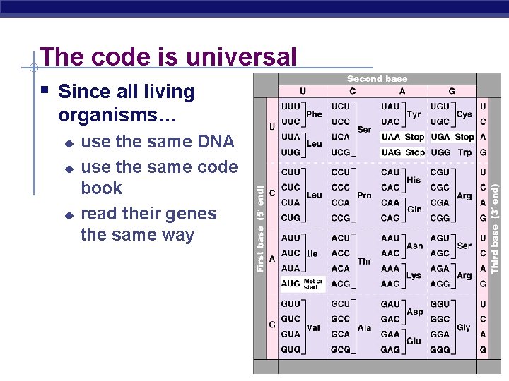 The code is universal § Since all living organisms… use the same DNA u