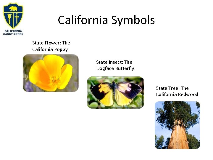 California Symbols State Flower: The California Poppy State Insect: The Dogface Butterfly State Tree: