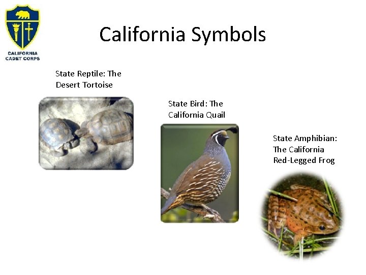 California Symbols State Reptile: The Desert Tortoise State Bird: The California Quail State Amphibian: