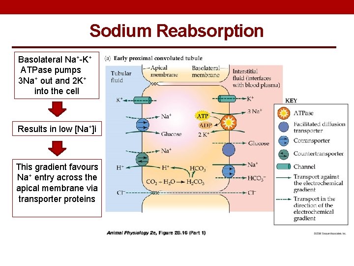 Sodium Reabsorption Basolateral Na+-K+ ATPase pumps 3 Na+ out and 2 K+ into the