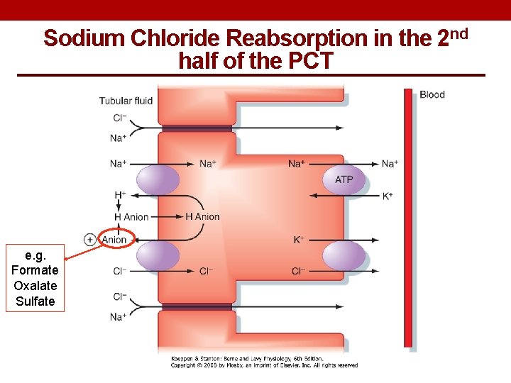 Sodium Chloride Reabsorption in the 2 nd half of the PCT e. g. Formate