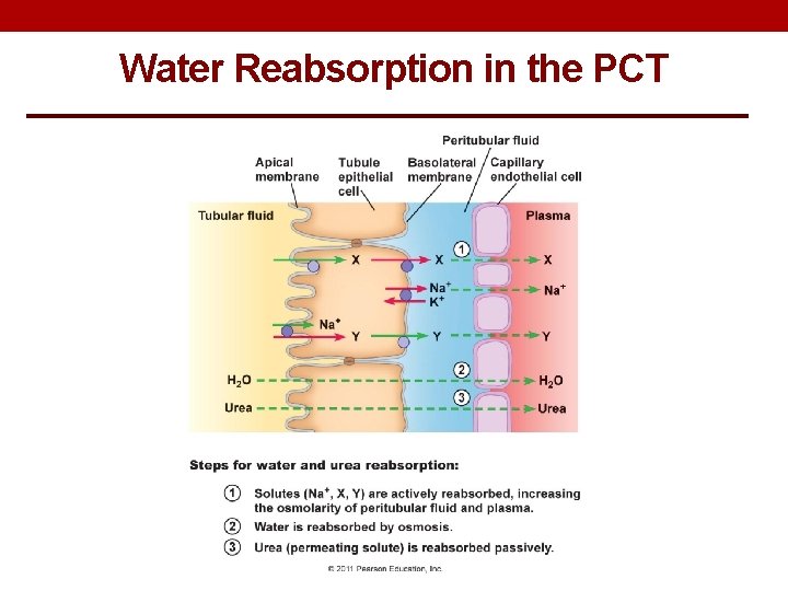 Water Reabsorption in the PCT 