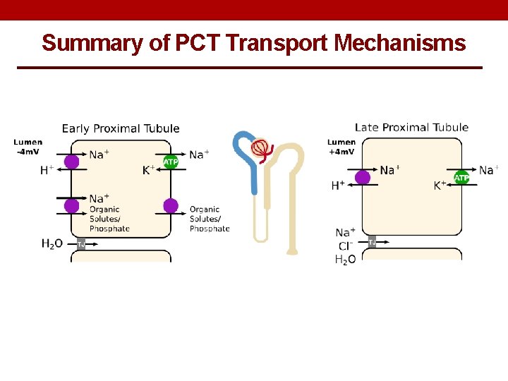 Summary of PCT Transport Mechanisms 