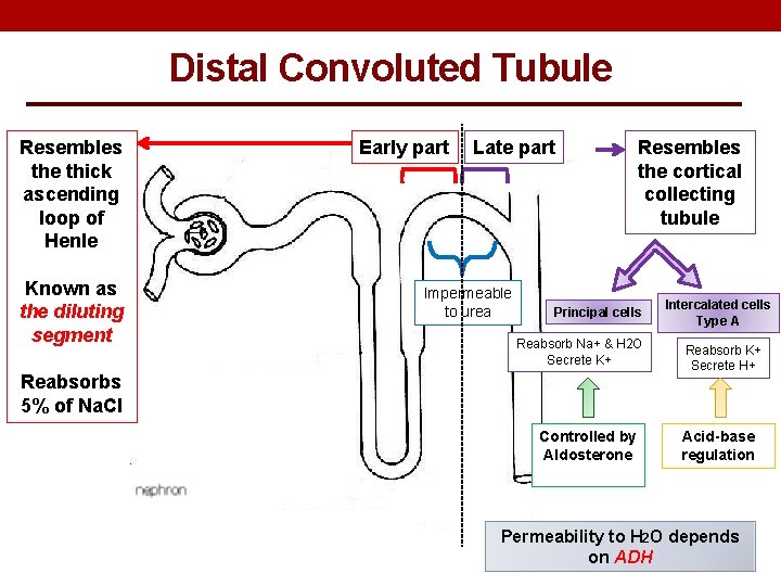 Distal Convoluted Tubule Resembles the thick ascending loop of Henle Known as the diluting