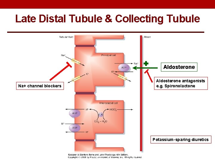 Late Distal Tubule & Collecting Tubule Aldosterone Na+ channel blockers Aldosterone antagonists e. g.