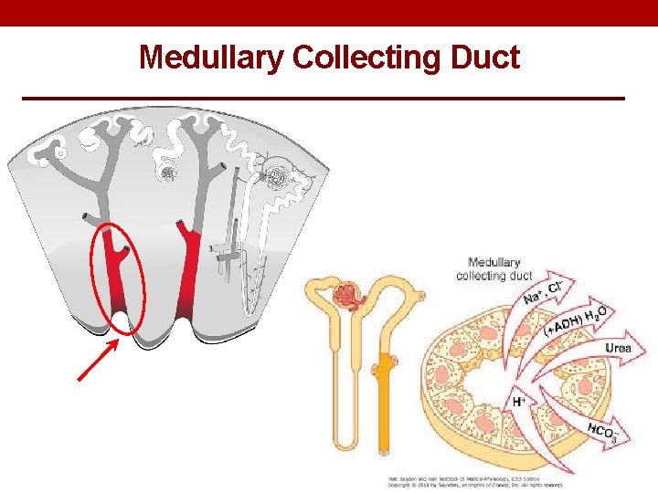Medullary Collecting Duct 