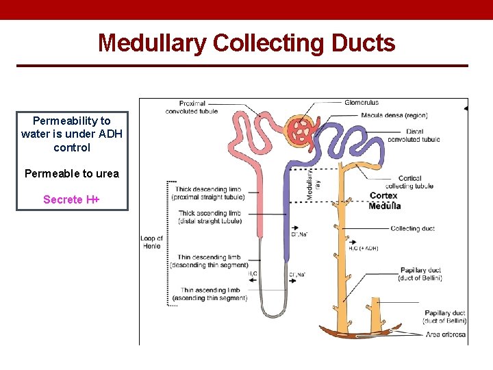 Medullary Collecting Ducts Permeability to water is under ADH control Permeable to urea Secrete