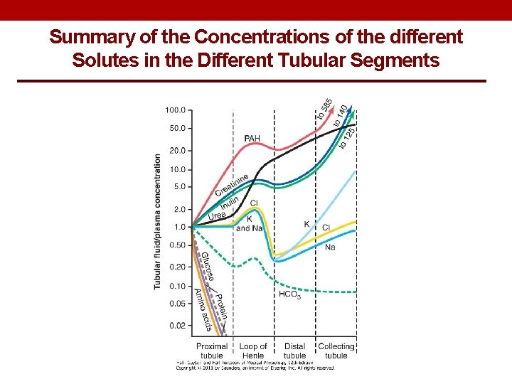 Summary of the Concentrations of the different Solutes in the Different Tubular Segments 
