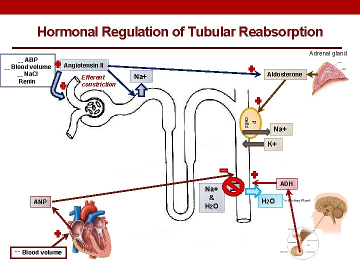 Hormonal Regulation of Tubular Reabsorption ↓↓ ABP ↓↓ Blood volume ↓↓ Na. Cl Renin