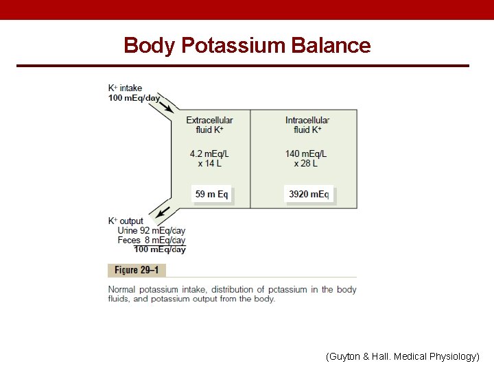 Body Potassium Balance (Guyton & Hall. Medical Physiology) 
