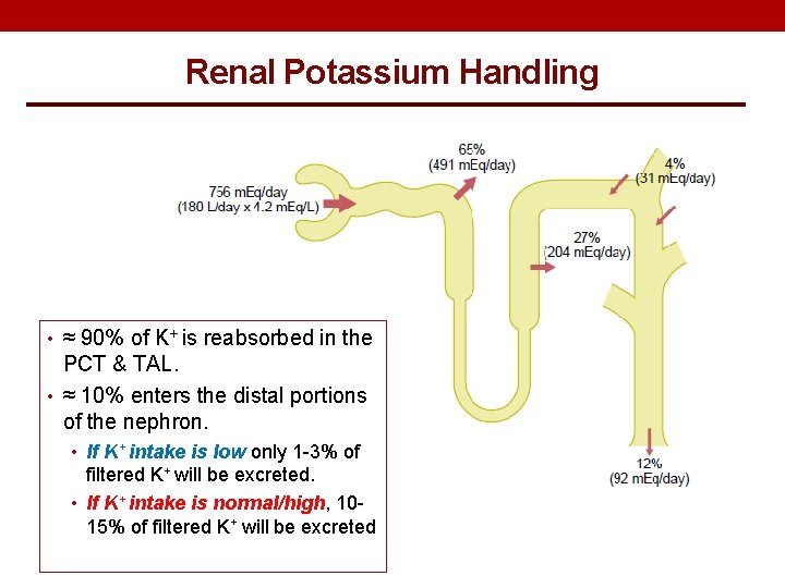 Renal Potassium Handling • ≈ 90% of K+ is reabsorbed in the PCT &