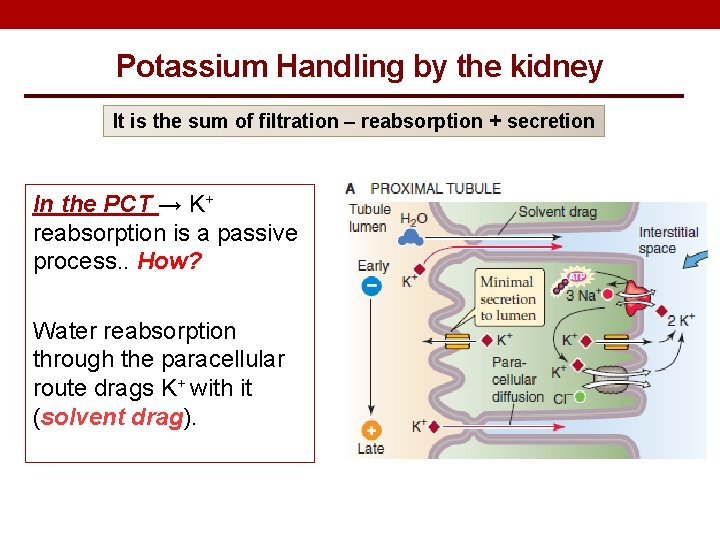Potassium Handling by the kidney It is the sum of filtration – reabsorption +