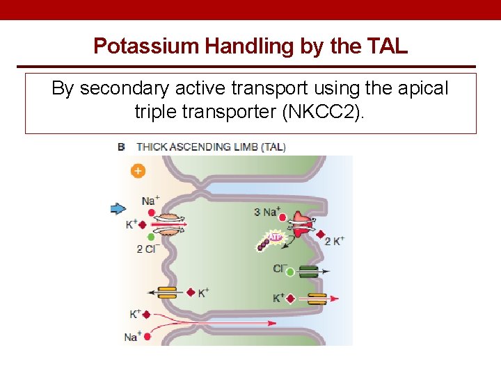 Potassium Handling by the TAL By secondary active transport using the apical triple transporter