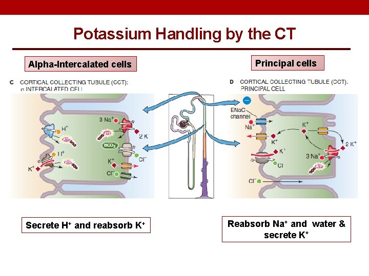 Potassium Handling by the CT Alpha-Intercalated cells Secrete H+ and reabsorb K+ Principal cells