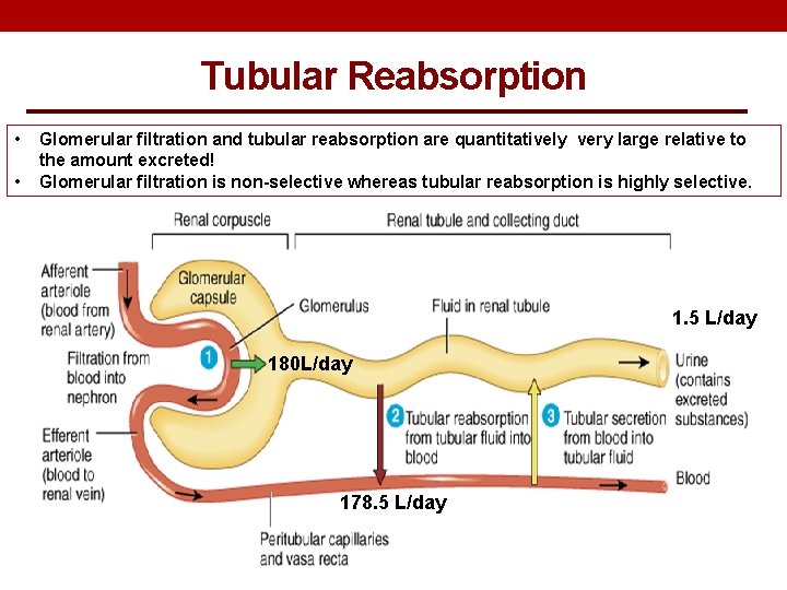 Tubular Reabsorption • • Glomerular filtration and tubular reabsorption are quantitatively very large relative