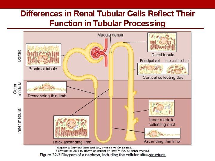 Differences in Renal Tubular Cells Reflect Their Function in Tubular Processing 