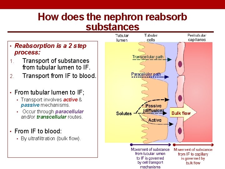 How does the nephron reabsorb substances • Reabsorption is a 2 step process: 1.