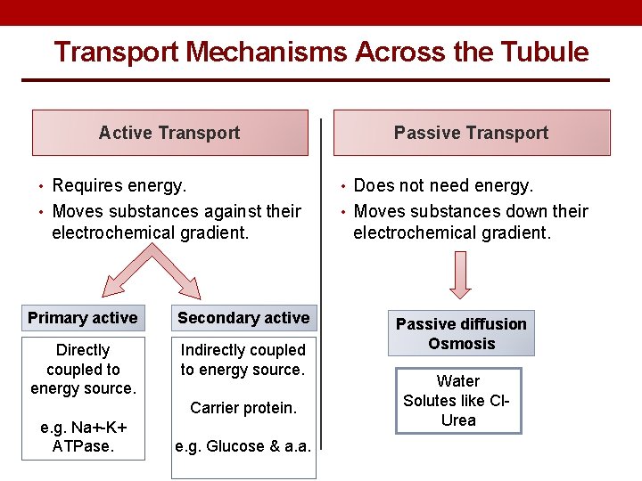 Transport Mechanisms Across the Tubule Active Transport Passive Transport • Requires energy. • Does