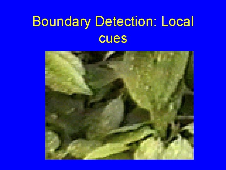 Boundary Detection: Local cues 