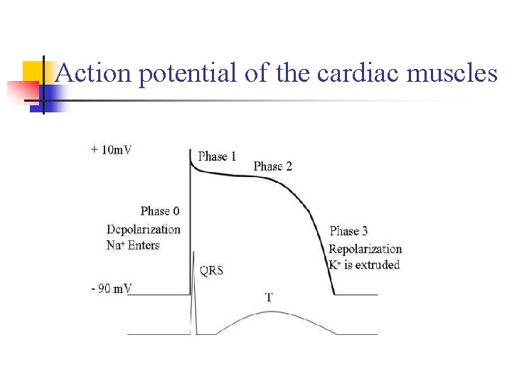 Action potential of the cardiac muscles 