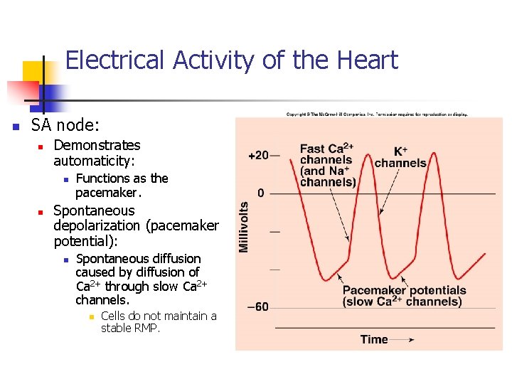Electrical Activity of the Heart n SA node: n Demonstrates automaticity: n n Functions