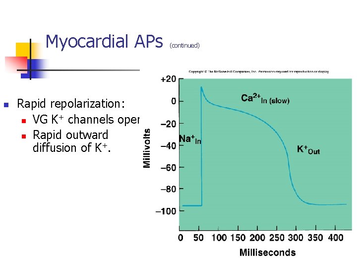 Myocardial APs n Rapid repolarization: + n VG K channels open. n Rapid outward