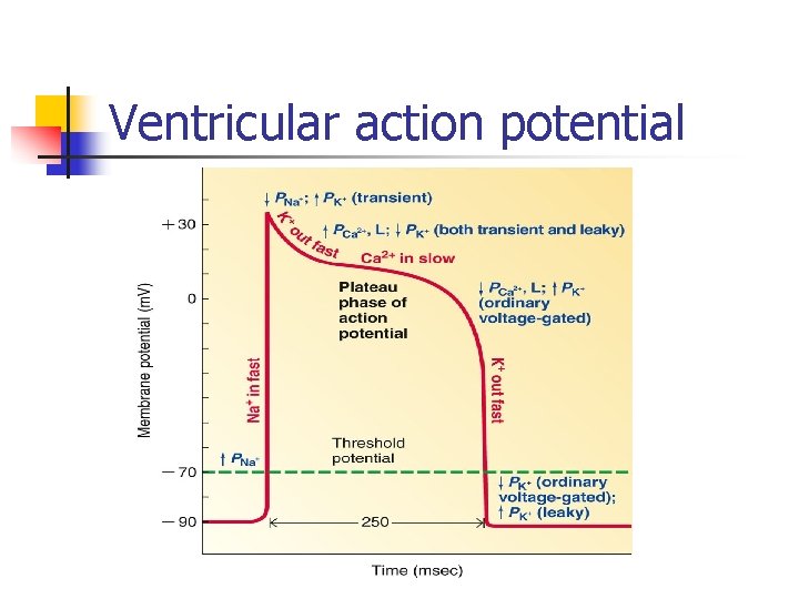 Ventricular action potential 
