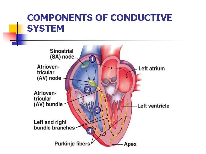 COMPONENTS OF CONDUCTIVE SYSTEM 