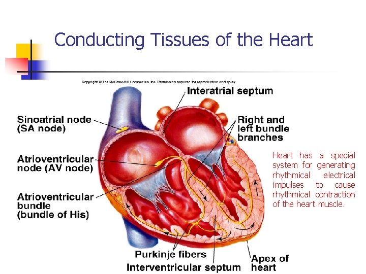 Conducting Tissues of the Heart has a special system for generating rhythmical electrical impulses